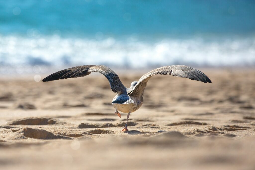 A gray and white bird on seashore at daytime.