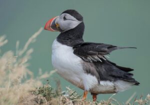 A puffin bird walking on grass during daytime.