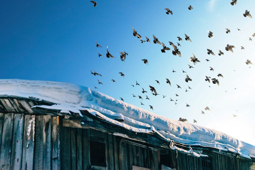 A flock of pigeons flies high against a bright blue sky above a snow-covered surface.