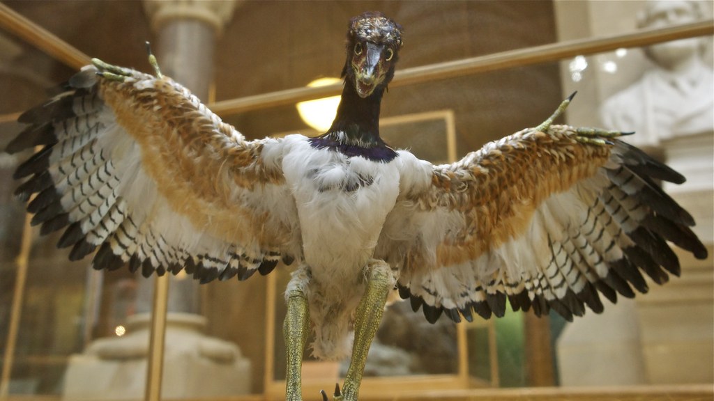 A model of Archaeopteryx, a transitional fossil between dinosaurs and birds, is displayed with its feathered wings spread.
