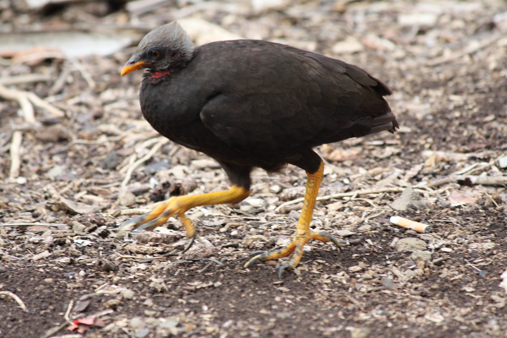 A Nicobar megapode walks on the ground.