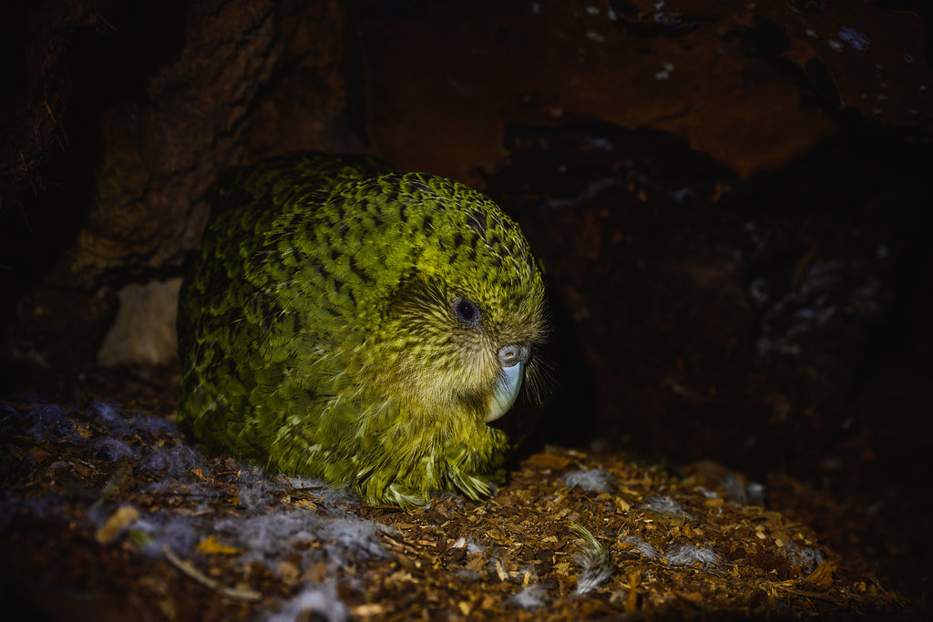 A green and yellow kākāpō sits nestled on the ground in a dimly lit area.