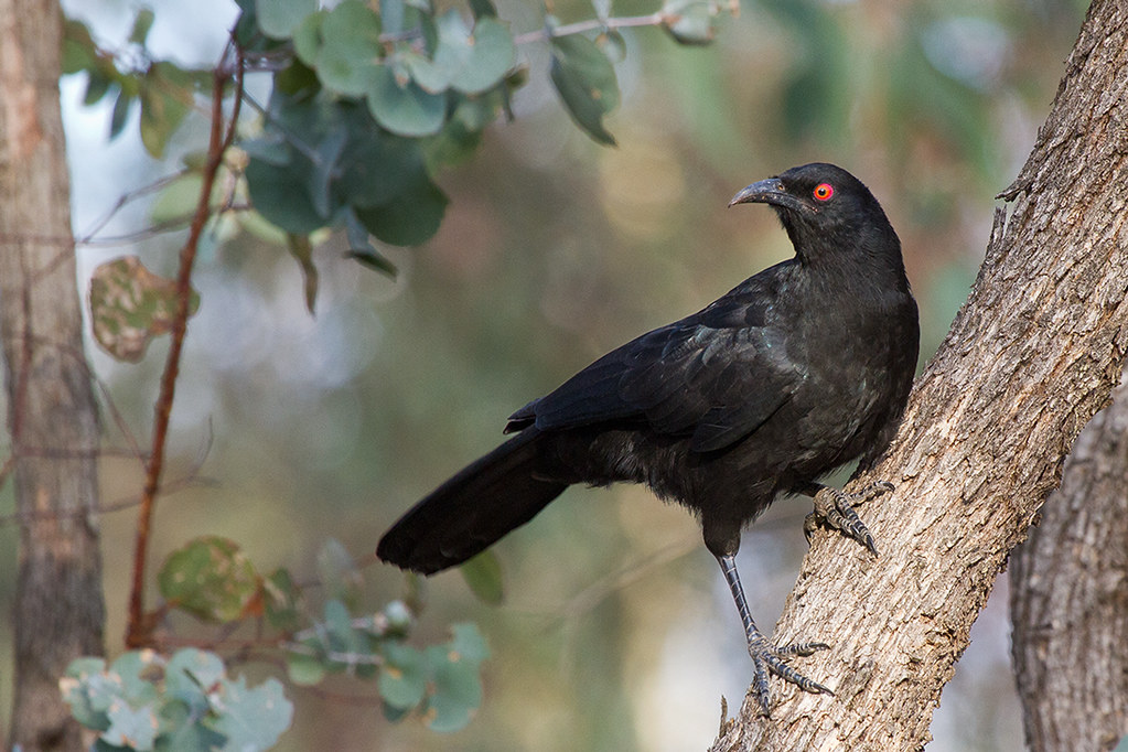 A white-winged chough with red eyes perches on a tree trunk.