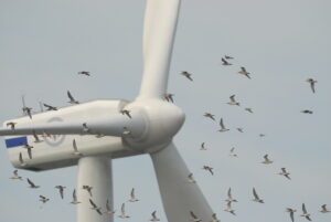 Numerous birds fly around a large white wind turbine.