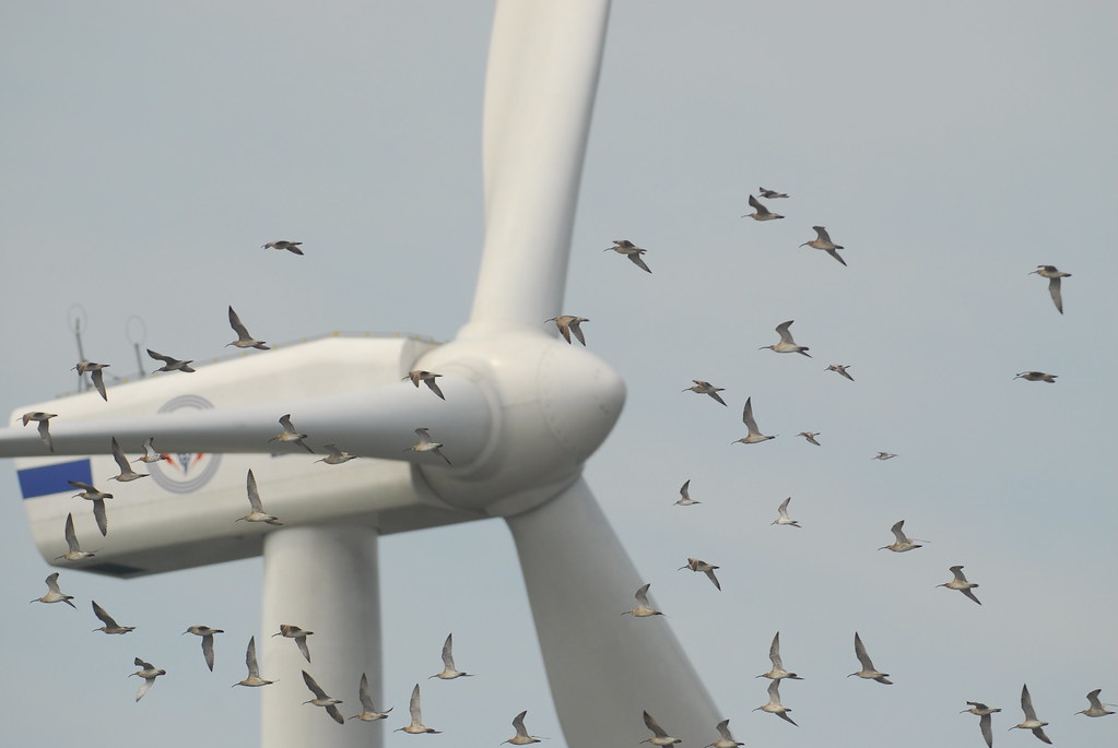 Numerous birds fly around a large white wind turbine.