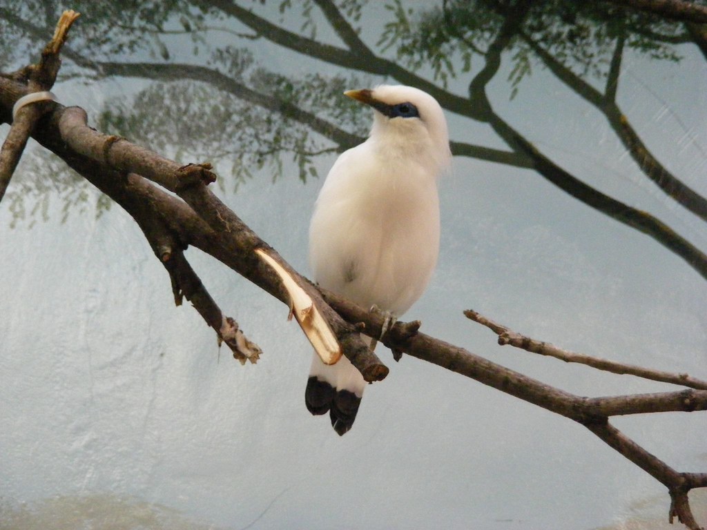 A Bali myna with white feathers, blue eye patches, and a yellow beak perches on a branch.