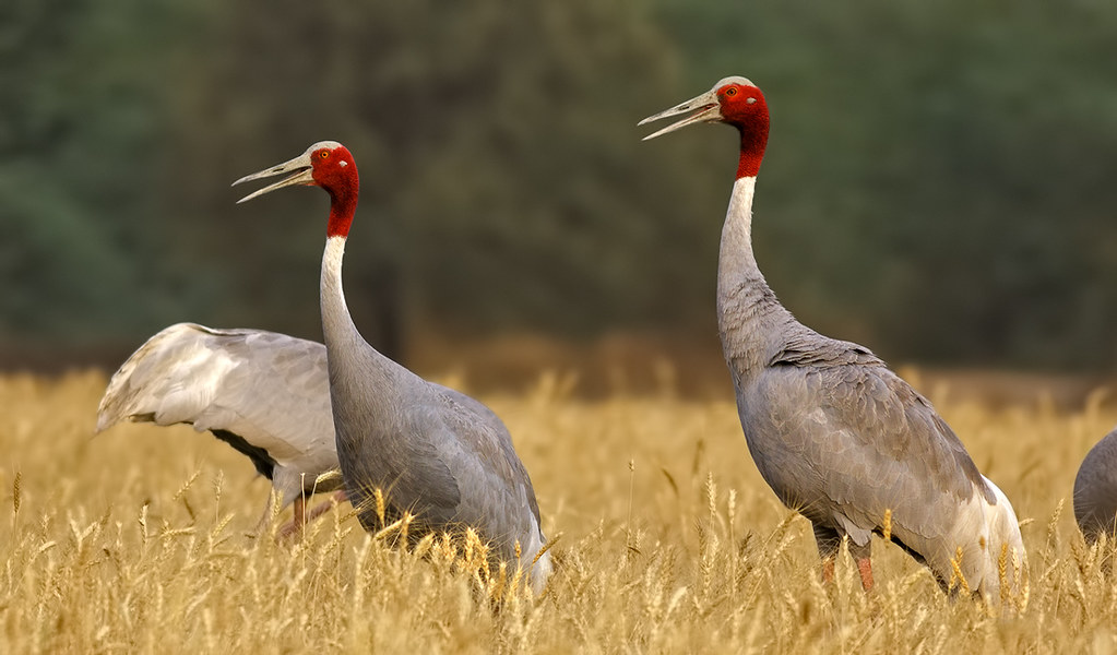 Two sarus cranes with grey bodies and red heads stand in a field of tall, dry grass.