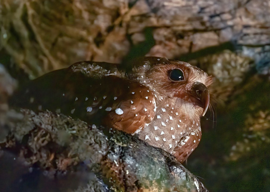 A rufous potoo with mottled brown and white plumage perches on a branch.