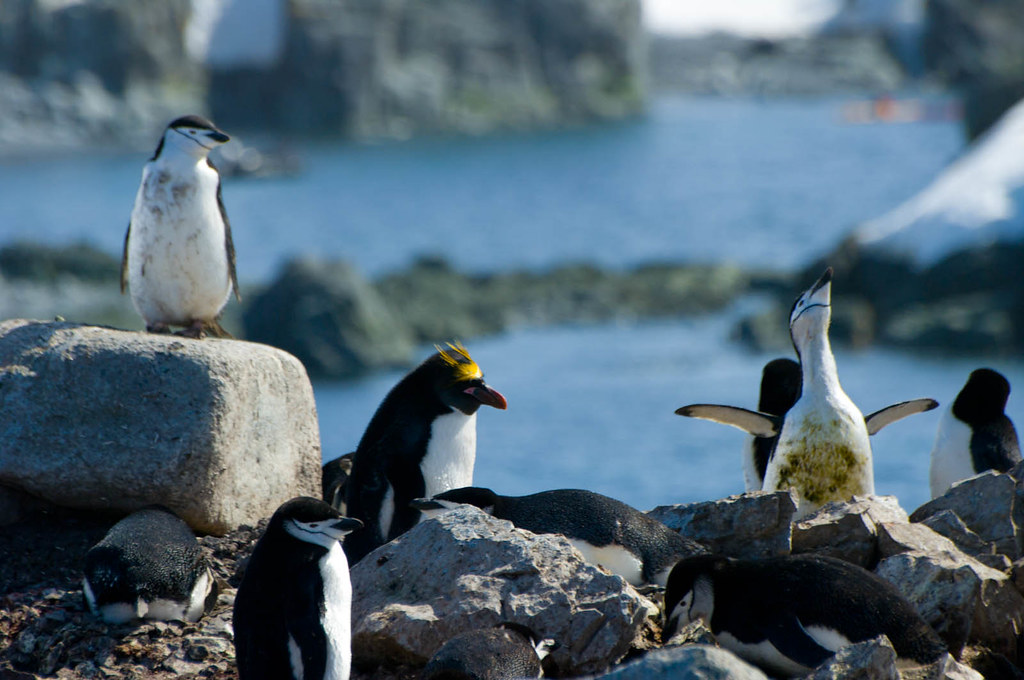 Several penguins with distinct markings gather on rocky terrain near the water.