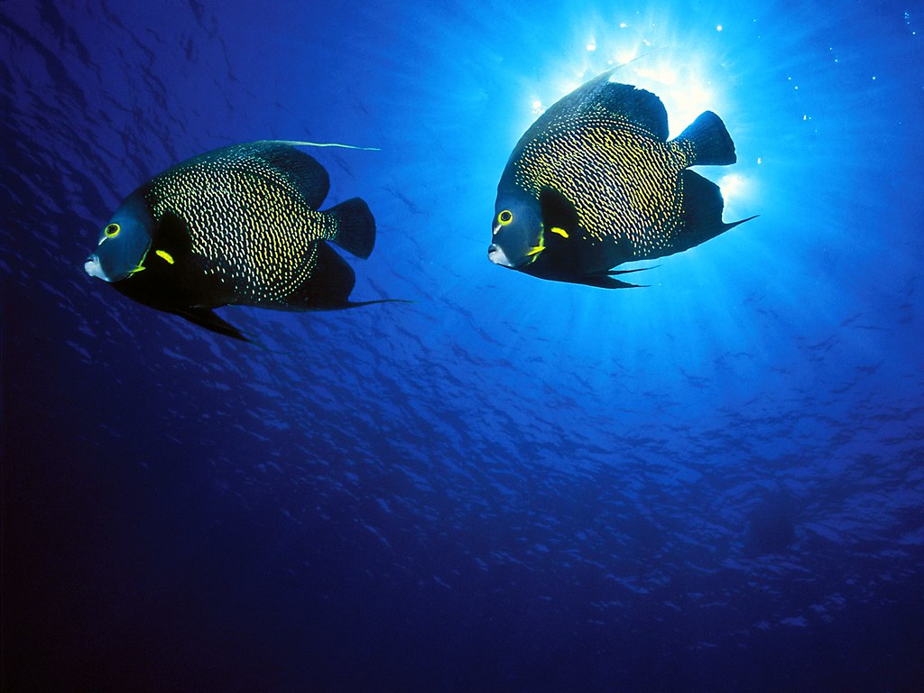Two French angelfish with dark bodies and yellow spots swim in deep blue water.
