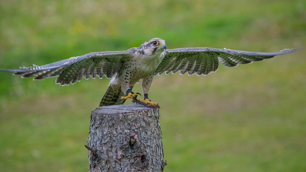 A Peregrine Falcon with outstretched wings perches on a tree stump.