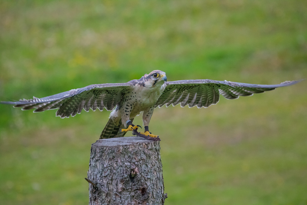 A Peregrine Falcon with outstretched wings perches on a tree stump.