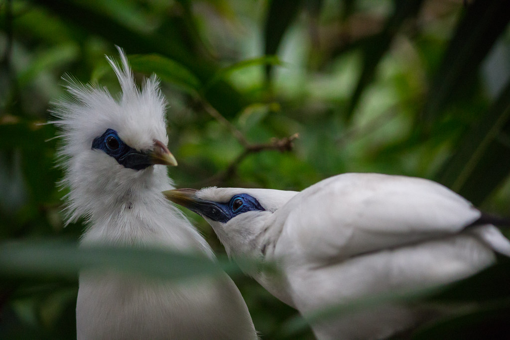 Two Bali mynas with white plumage and blue eye patches are nestled in green foliage.