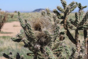 A cactus wren's nest is securely built within the sharp spines of a tree cholla cactus.