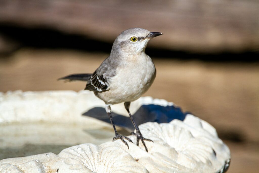 A northern mockingbird with gray plumage and a lighter underside perches on a textured surface.