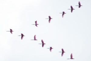 A flock of Roseate Spoonbills flies in formation against a bright, overcast sky.