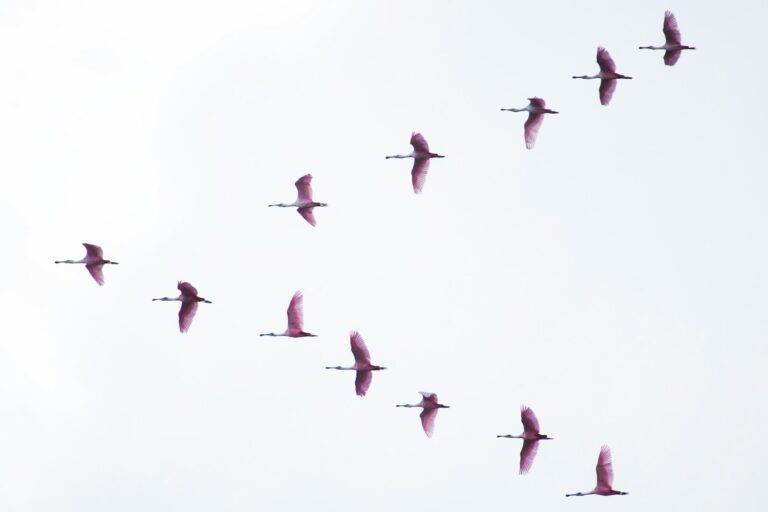 A flock of Roseate Spoonbills flies in formation against a bright, overcast sky.