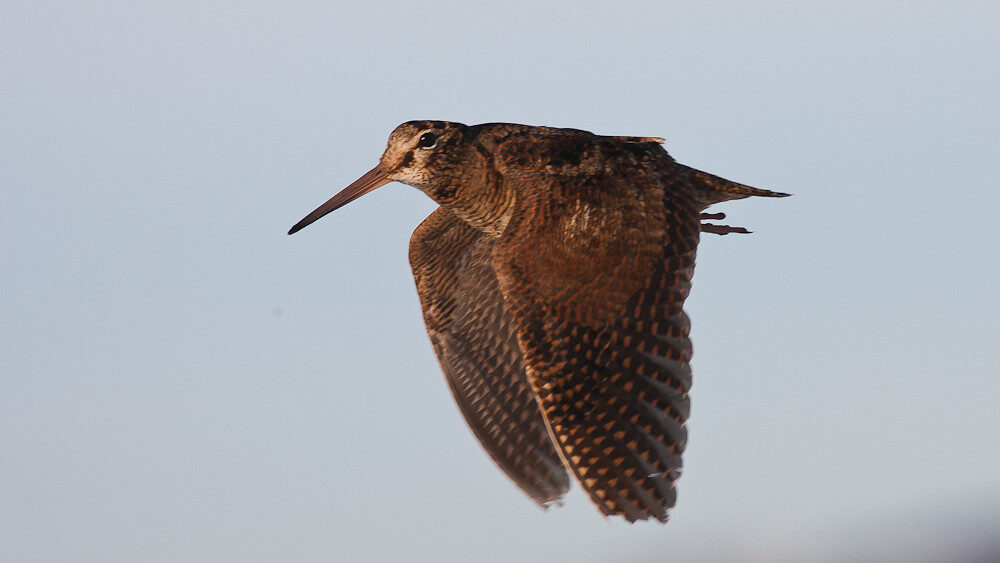A woodcock with mottled brown plumage flies against a light sky.
