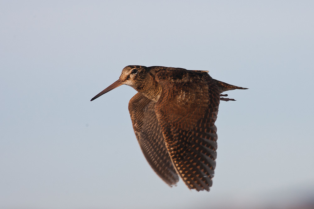 A woodcock with mottled brown plumage flies against a light sky.