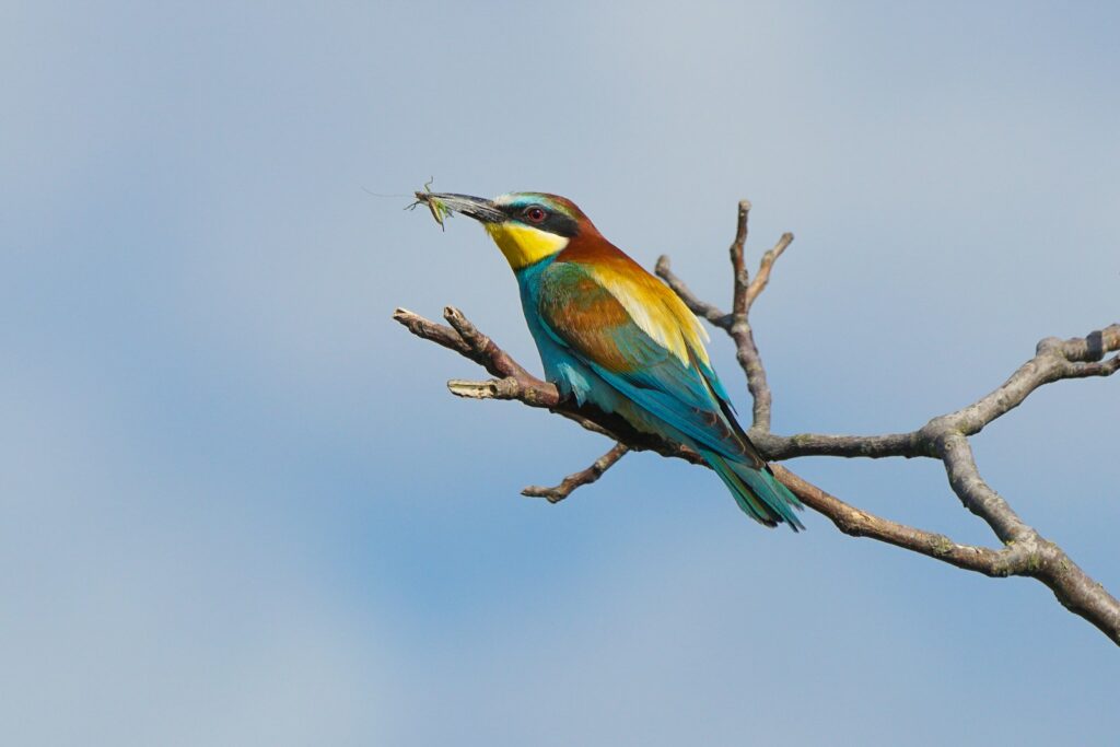 A colorful European bee-eater holds a dragonfly on a bare branch.