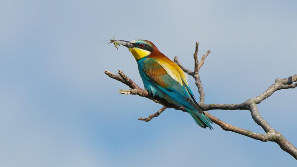 A colorful European bee-eater holds a dragonfly on a bare branch.