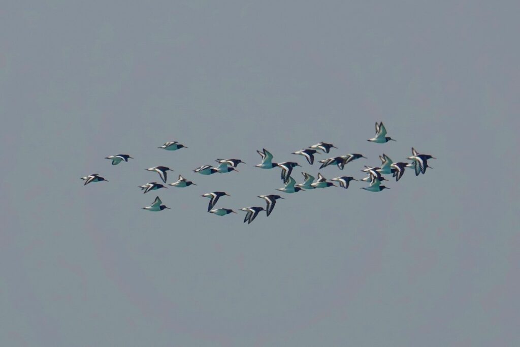 A flock of Eurasian oystercatchers with black and white plumage flies against a pale sky.