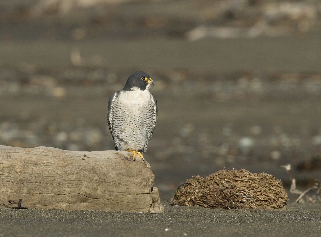 A Peregrine Falcon with grey and white plumage stands on a weathered log.