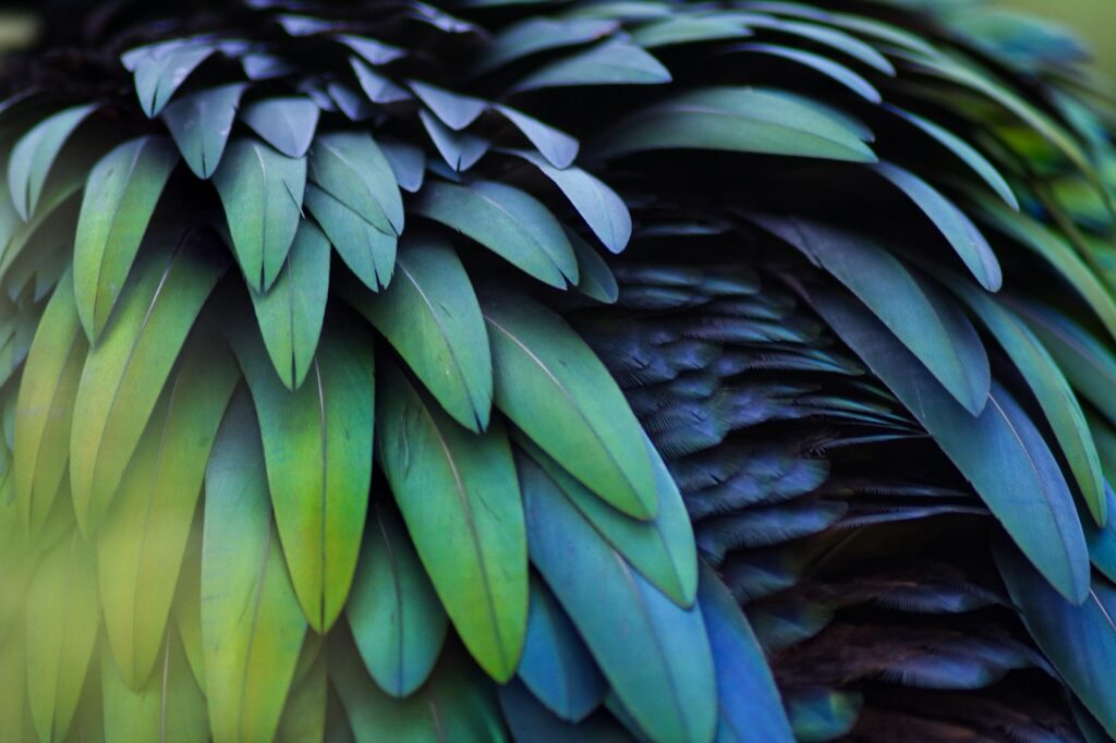 A close up of a green and blue bird's feathers.