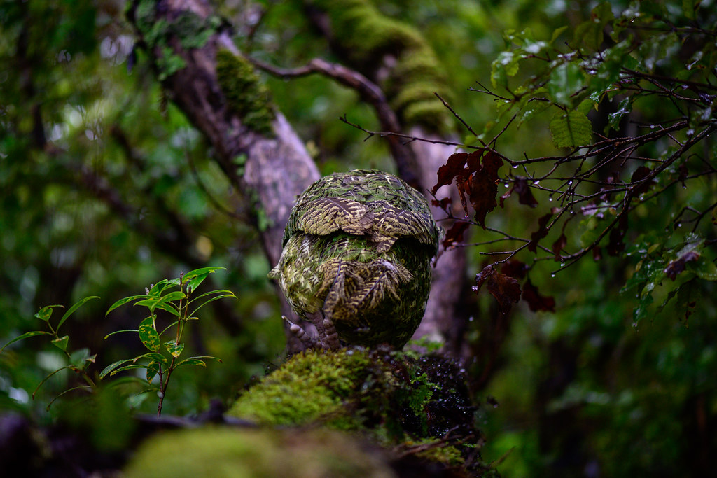 A camouflaged kākāpō blends into its mossy, green forest environment.