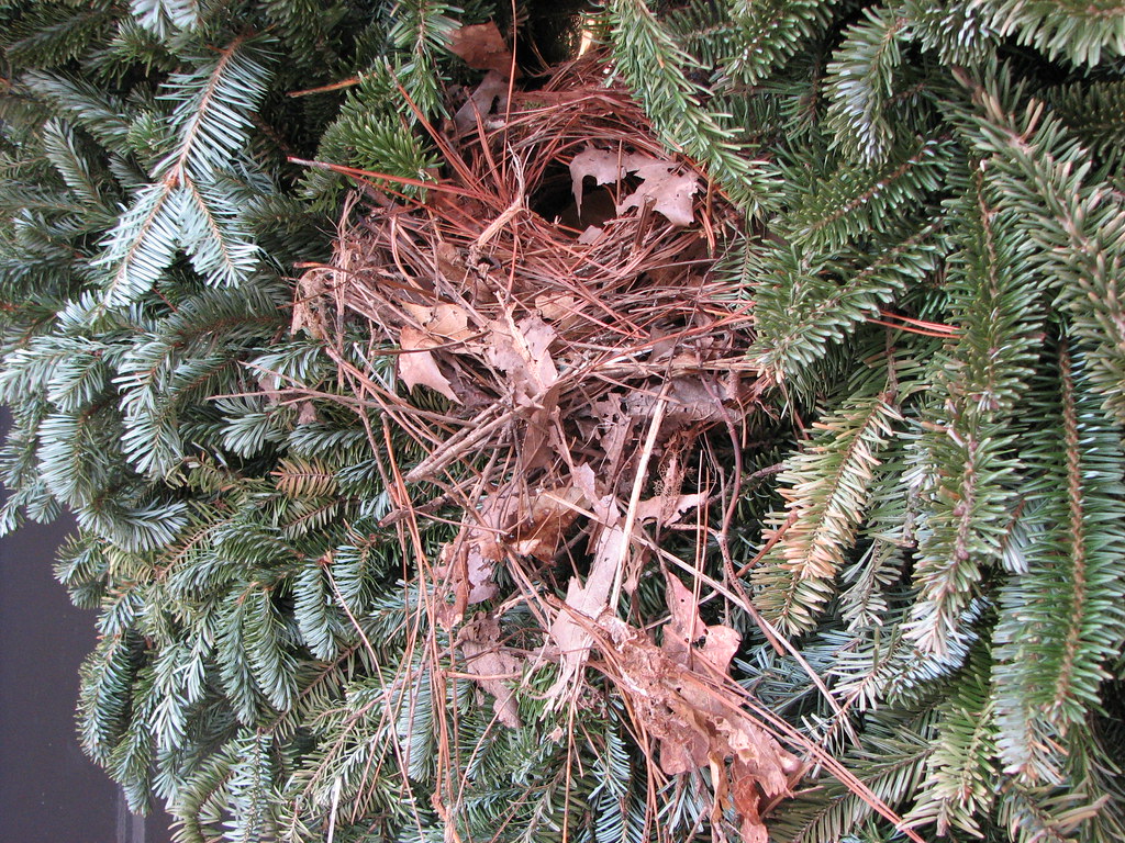 A small, intricately woven wren's nest is nestled among the branches of a tree.