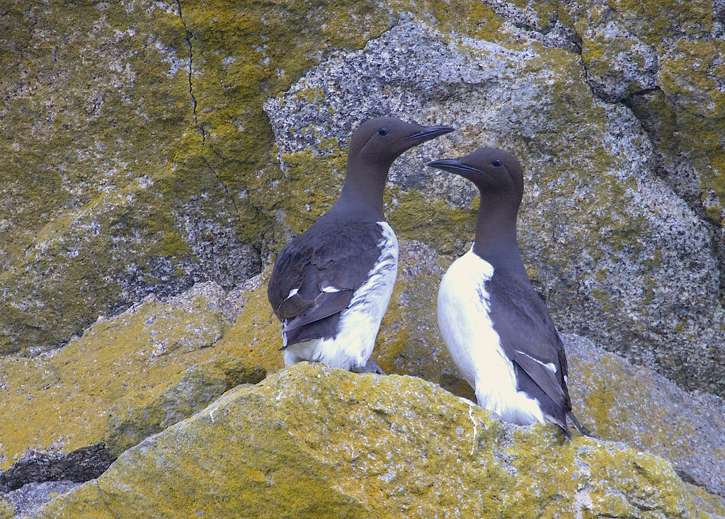 Two Black guillemots with dark bodies and white wing patches stand on a lichen-covered rock.