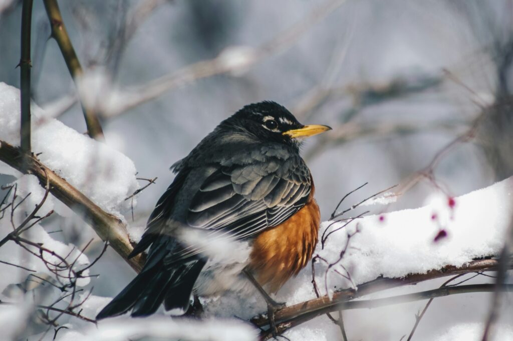 An American robin with a bright orange breast perches on a snow-covered branch.