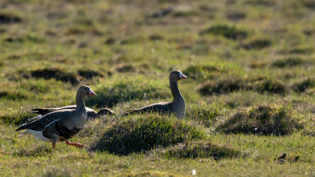 A couple of birds walking across a grass covered field.