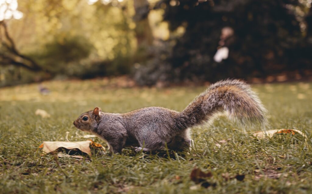 brown squirrel on ground