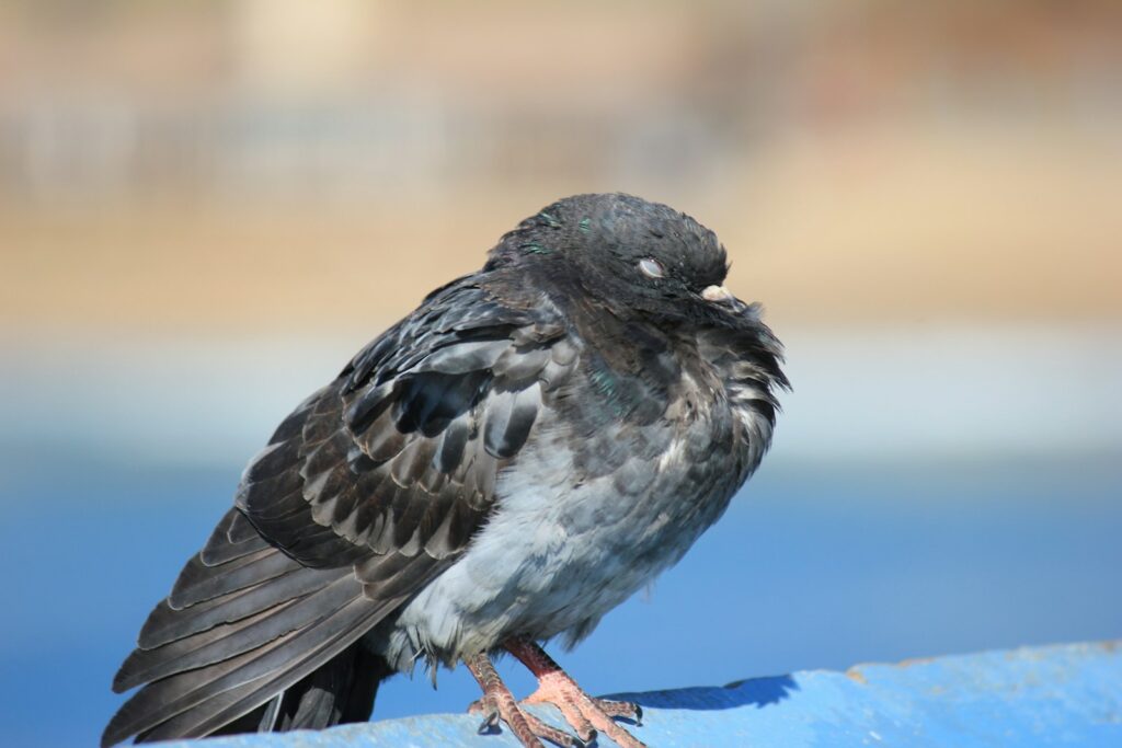 A sleepy pigeon with closed eyes rests on a blue surface.