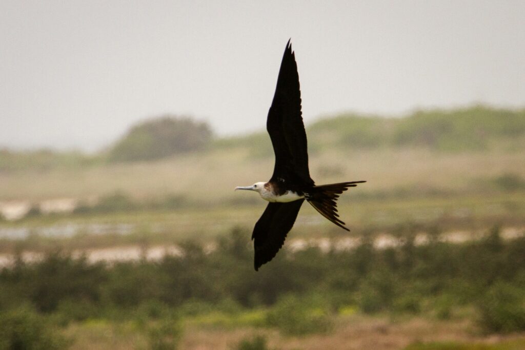Magnificent frigatebird flying with outstretched wings.