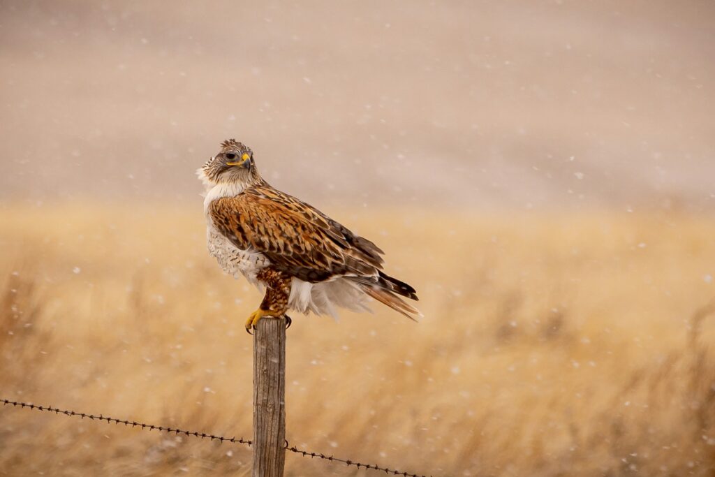 A ferruginous hawk with brown, white, and grey plumage perches on a wooden post during snowfall.