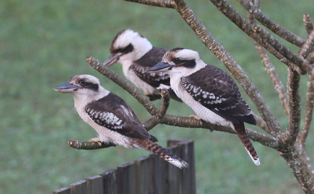 Three laughing kookaburras with white heads and mottled brown wings perch on tree branches.