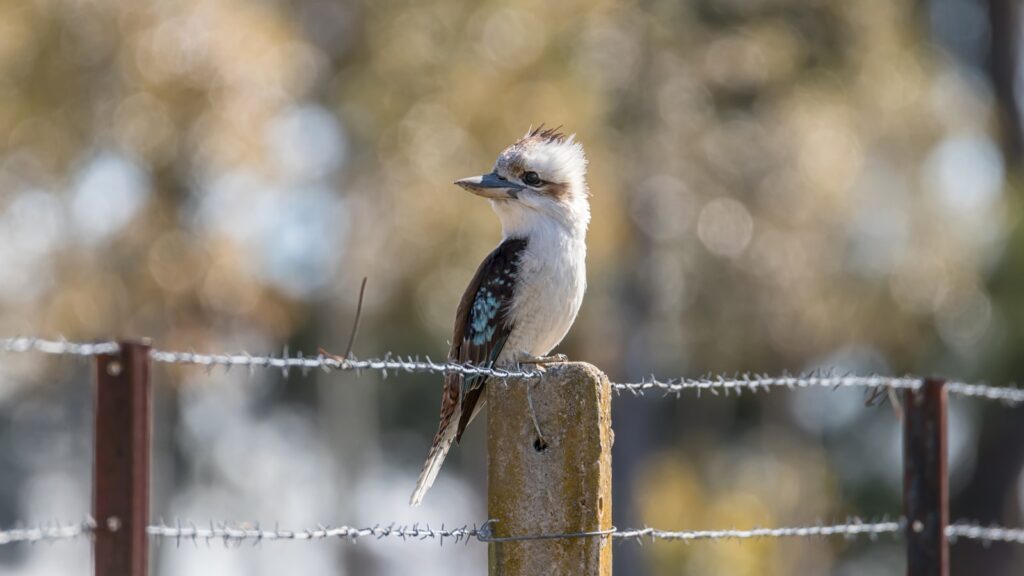 A blue-winged kookaburra with ruffled head feathers perches on a weathered wooden post with barbed wire.