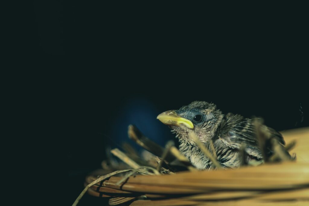 A young sparrow with downy feathers and a yellow beak sits in a nest against a dark background.