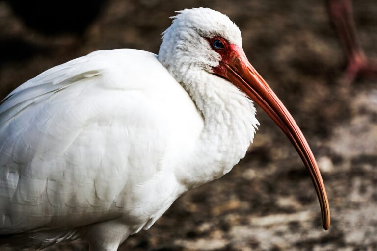An American white ibis with pure white plumage, a long curved orange beak.