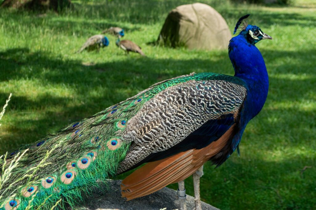 A peacock on green grass during daytime.