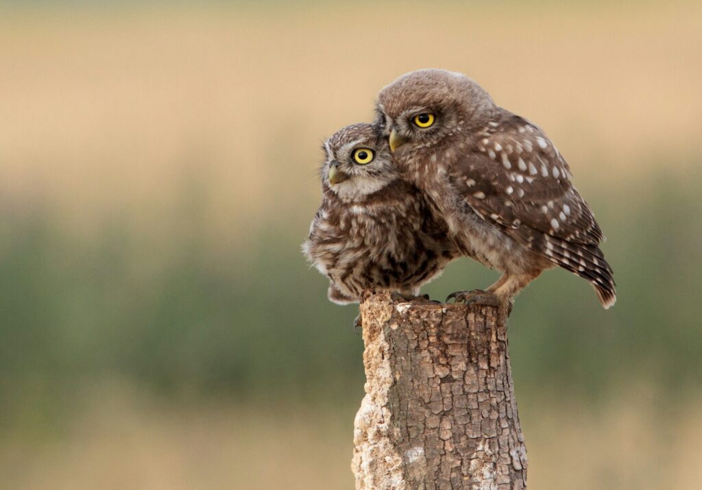 Two brown owls perched on wooden post.