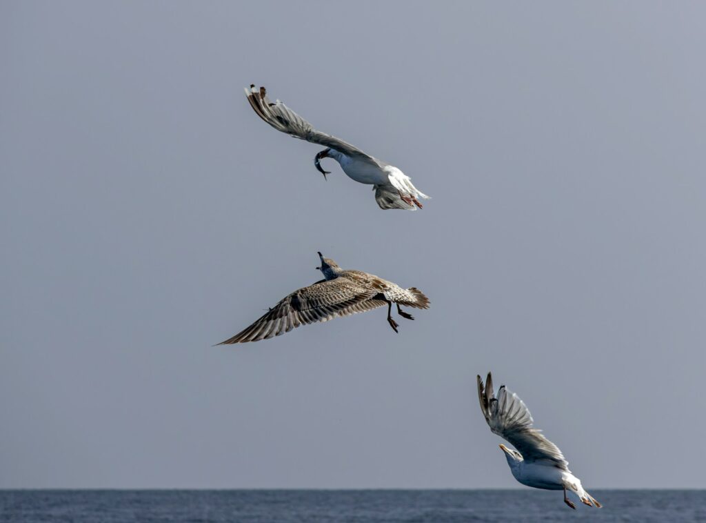 Three gulls with grey and white plumage are captured mid-flight against a muted sky and water.
