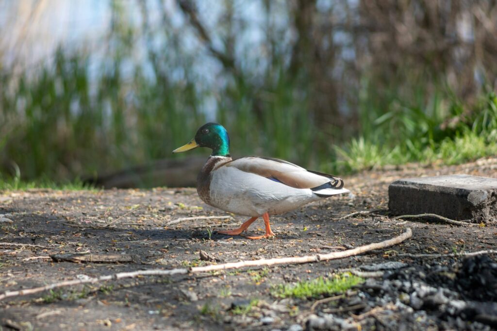 A mallard duck walks along a dirt path.