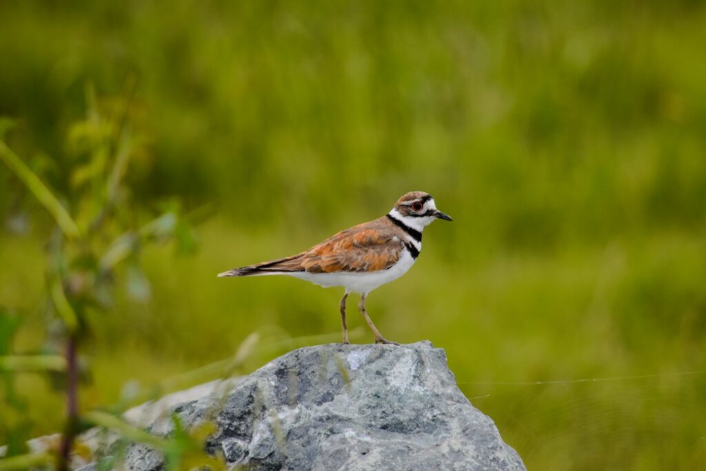 A killdeer stands on a light-colored rock against a blurred green background.
