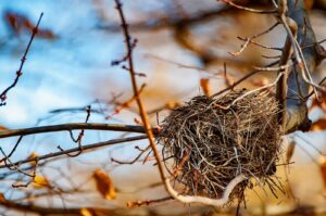 A bird's nest, likely for American Robins, sits securely in the bare branches of a tree.