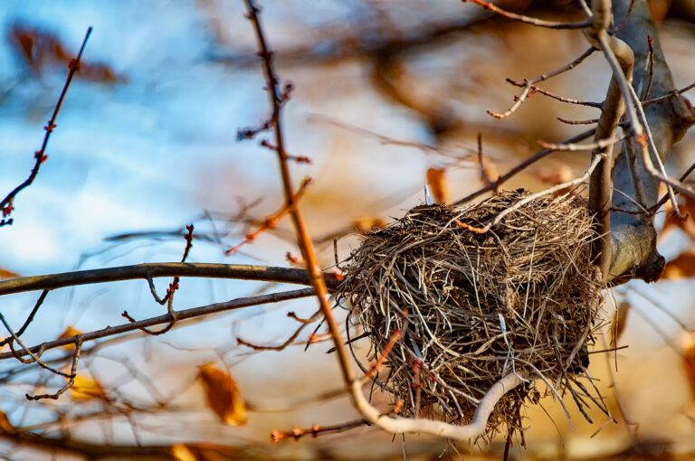 A bird's nest, likely for American Robins, sits securely in the bare branches of a tree.