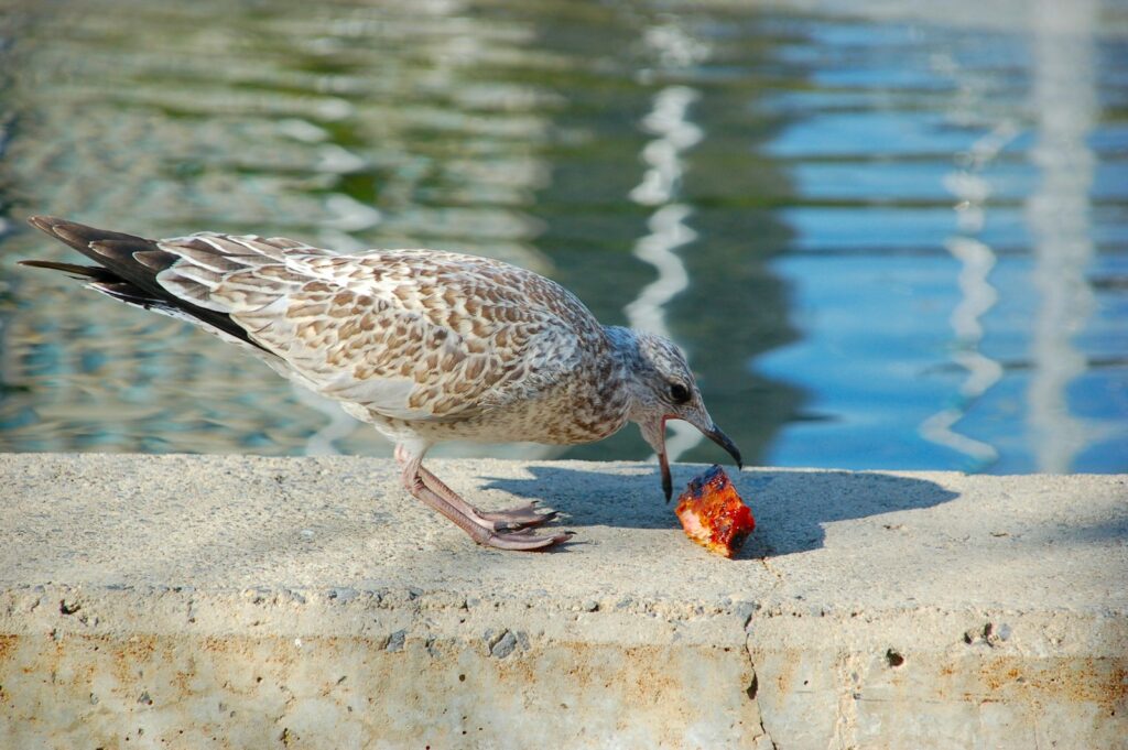 A juvenile gull with mottled brown and white plumage pecks at a piece of food on a concrete surface.