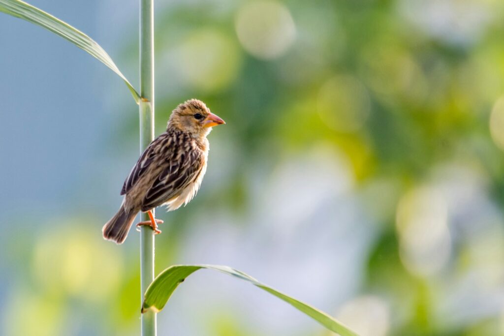 A Streaked Weaver with brown and streaked plumage perches on a slender green stem.